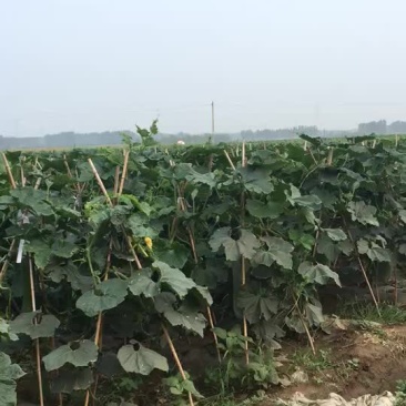 白皮冬瓜25斤以上吊冬瓜