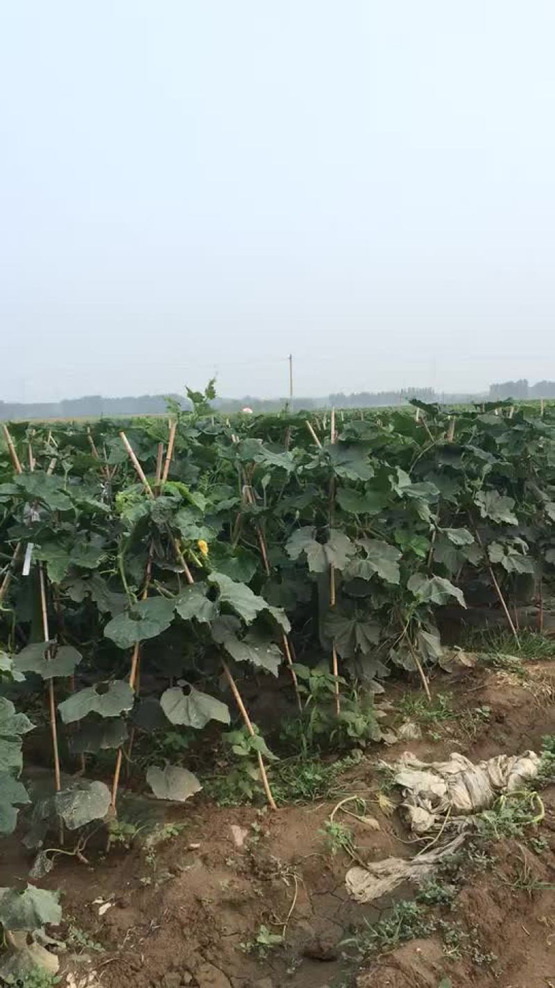 白皮冬瓜25斤以上吊冬瓜