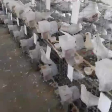 鸽蛋