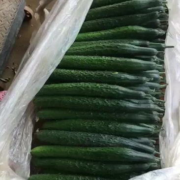 刺黄瓜22~25公分鲜花带刺