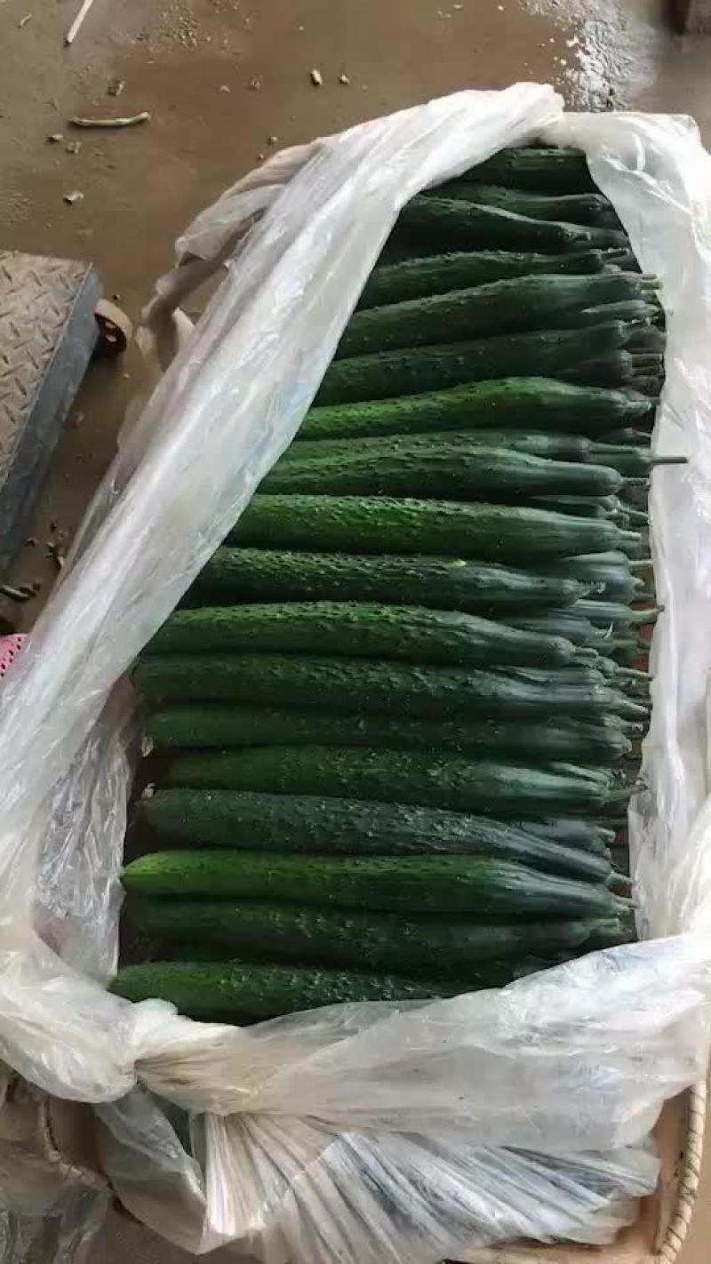 刺黄瓜22~25公分鲜花带刺