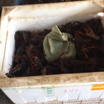 克氏原螯虾食用4-6钱（20-30克）活虾小龙虾主养