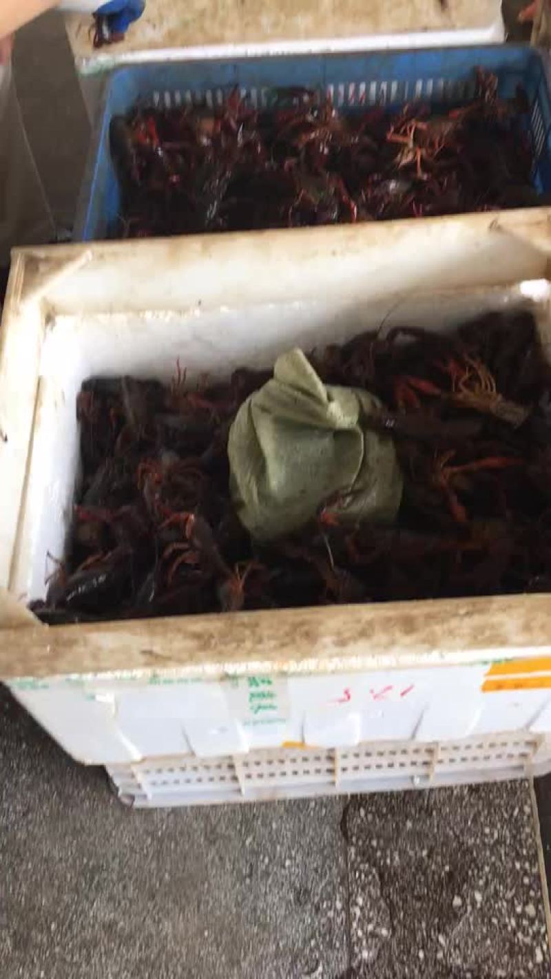 克氏原螯虾食用4-6钱（20-30克）活虾小龙虾主养