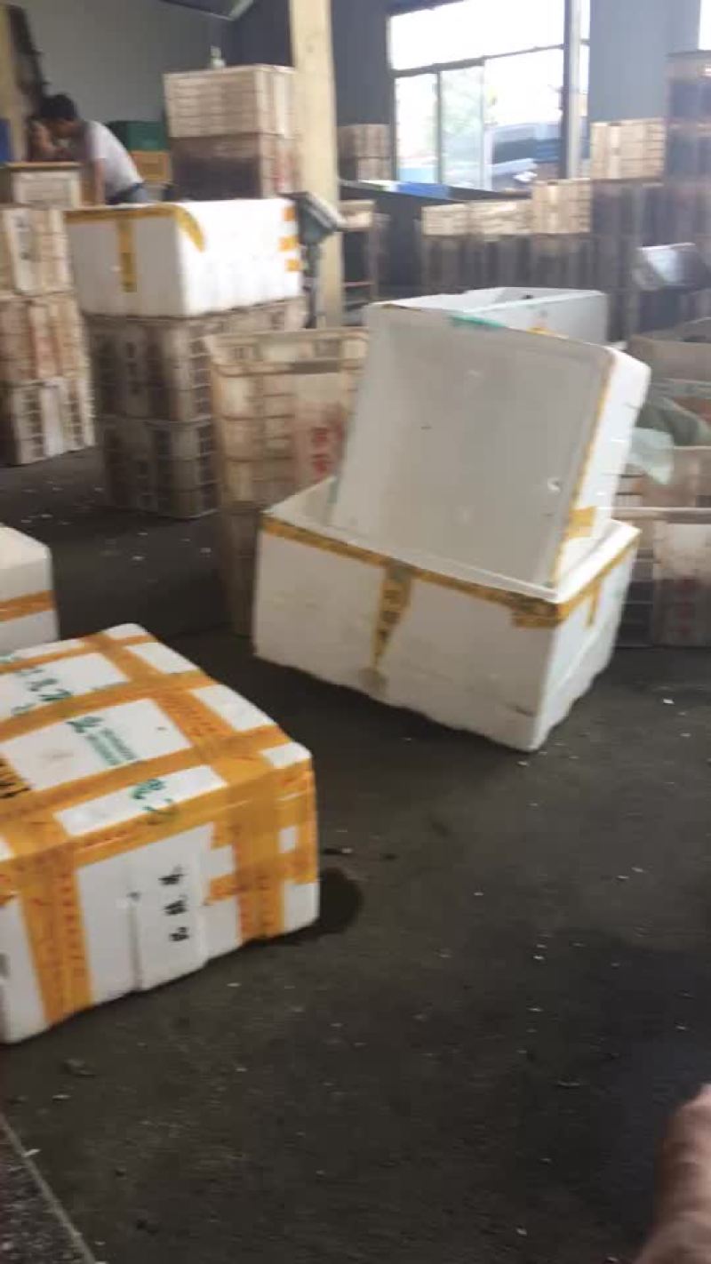 克氏原螯虾食用4-6钱（20-30克）活虾小龙虾主养