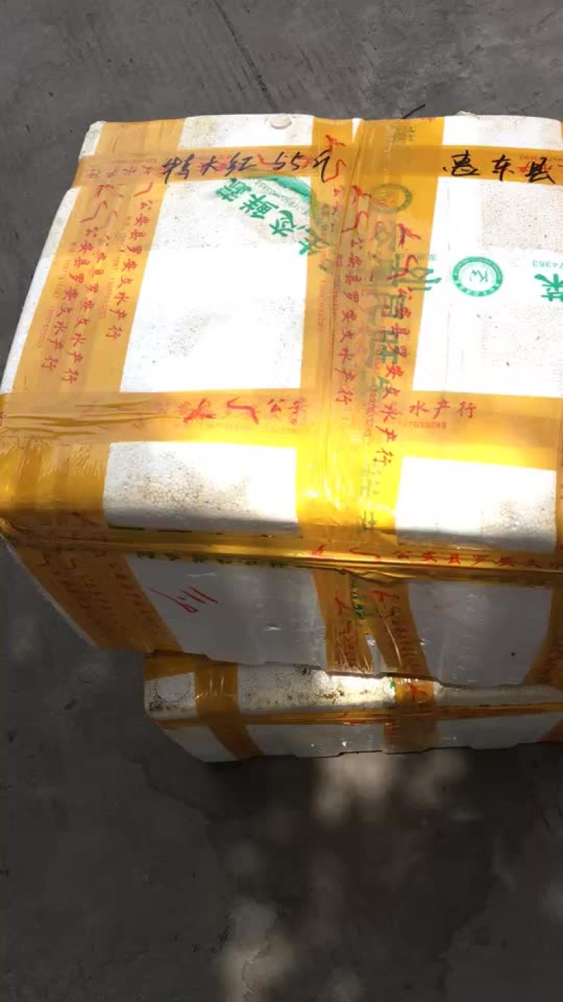 克氏原螯虾食用4-6钱（20-30克）活虾小龙虾主养