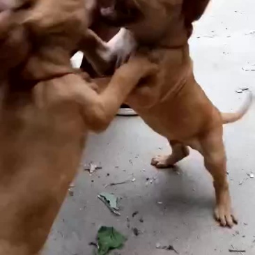 比特犬母