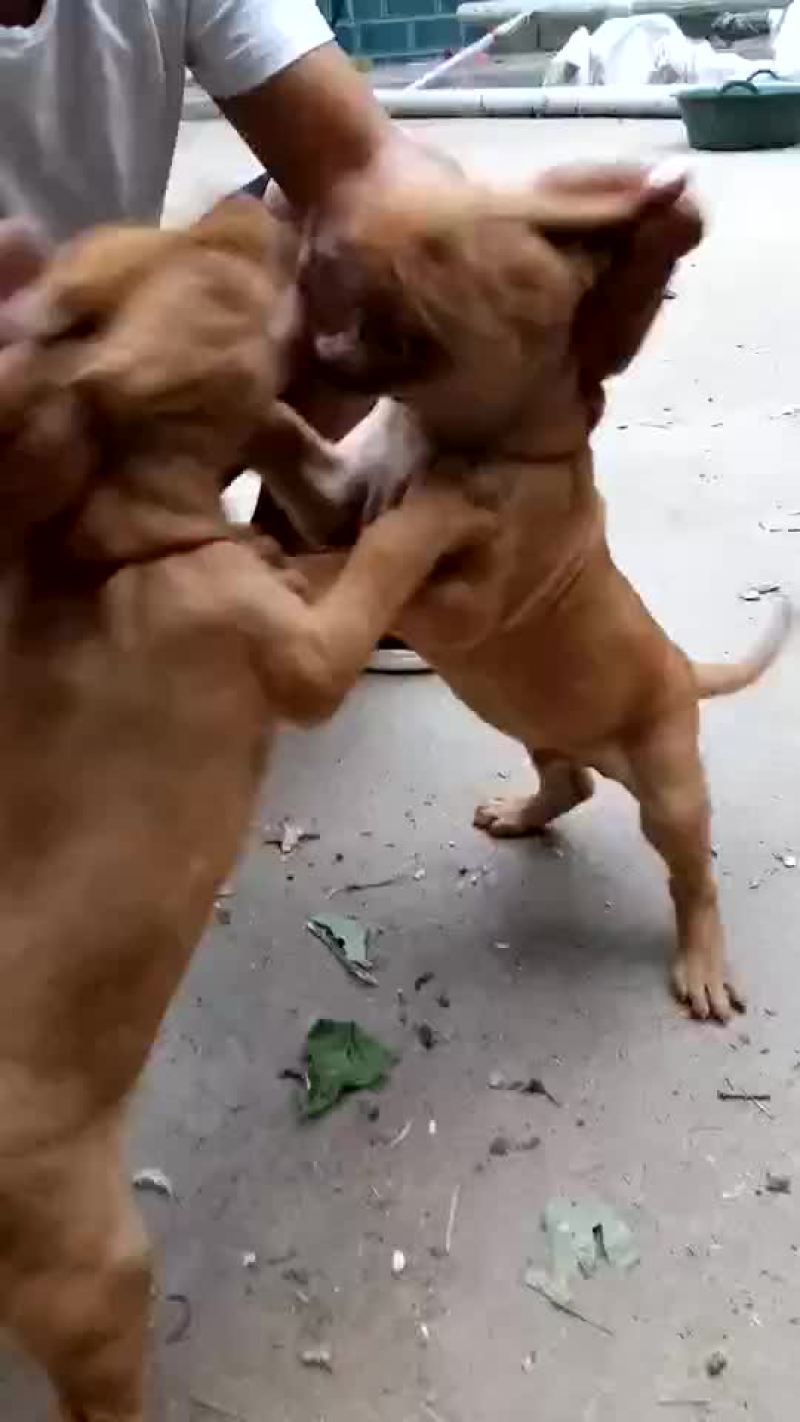比特犬母
