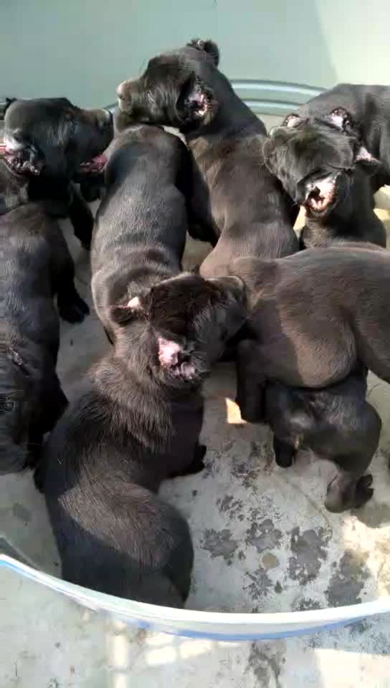 比特犬母