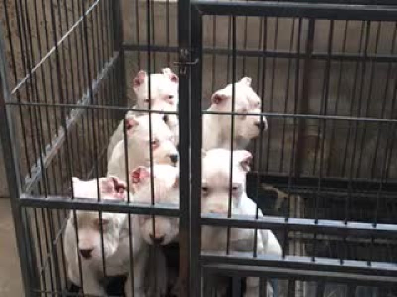 比特犬母