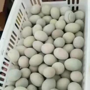 无铅松花蛋散装