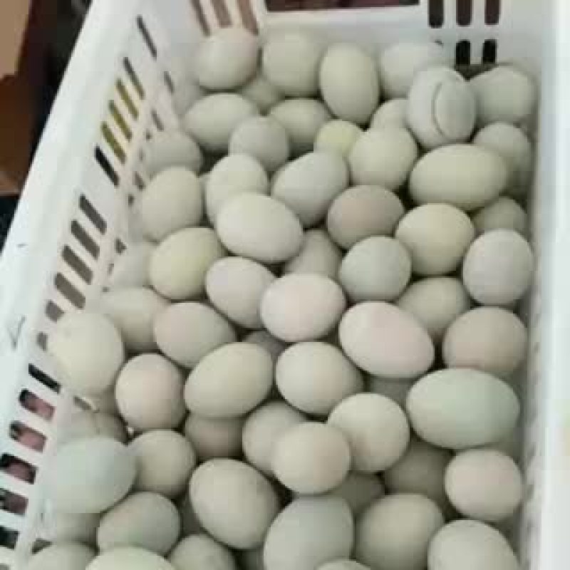 无铅松花蛋散装
