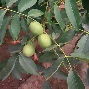 青皮核桃青皮湿