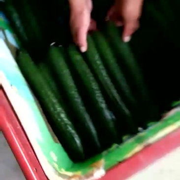 黄瓜鲜花带刺22~25公分