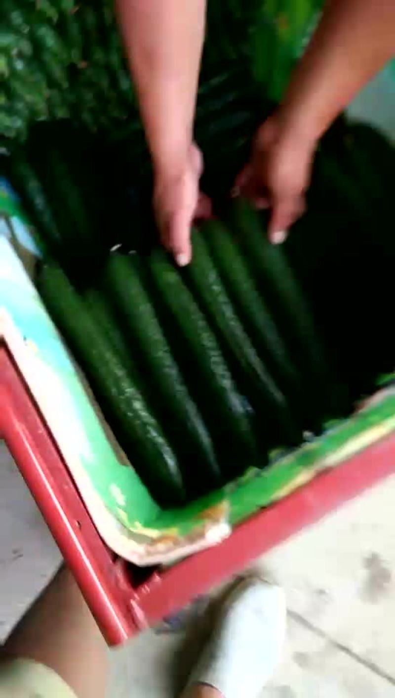 黄瓜鲜花带刺22~25公分