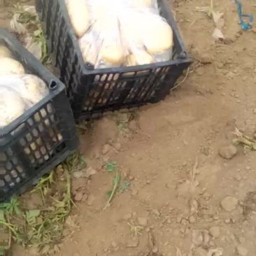 荷兰十五土豆通货3两以上