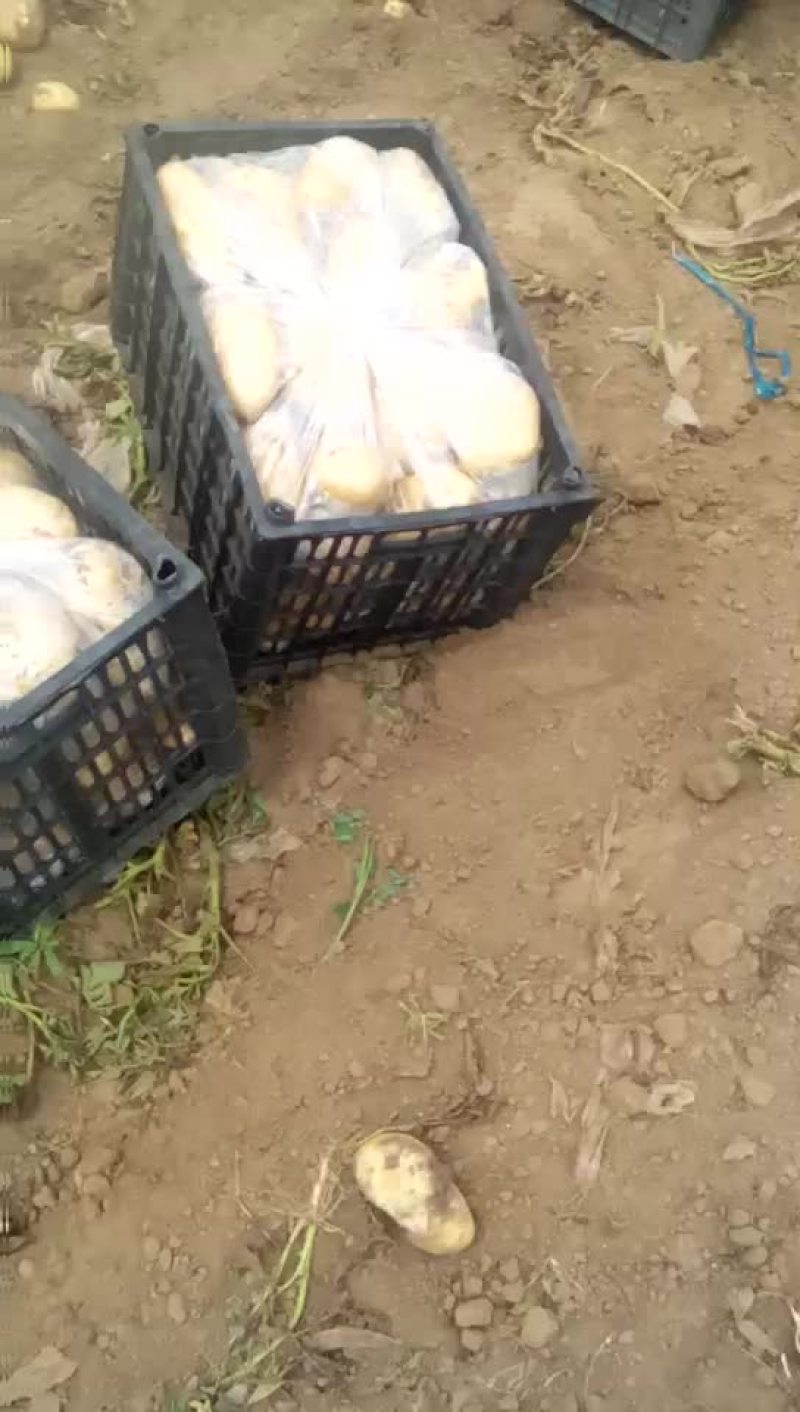 荷兰十五土豆通货3两以上