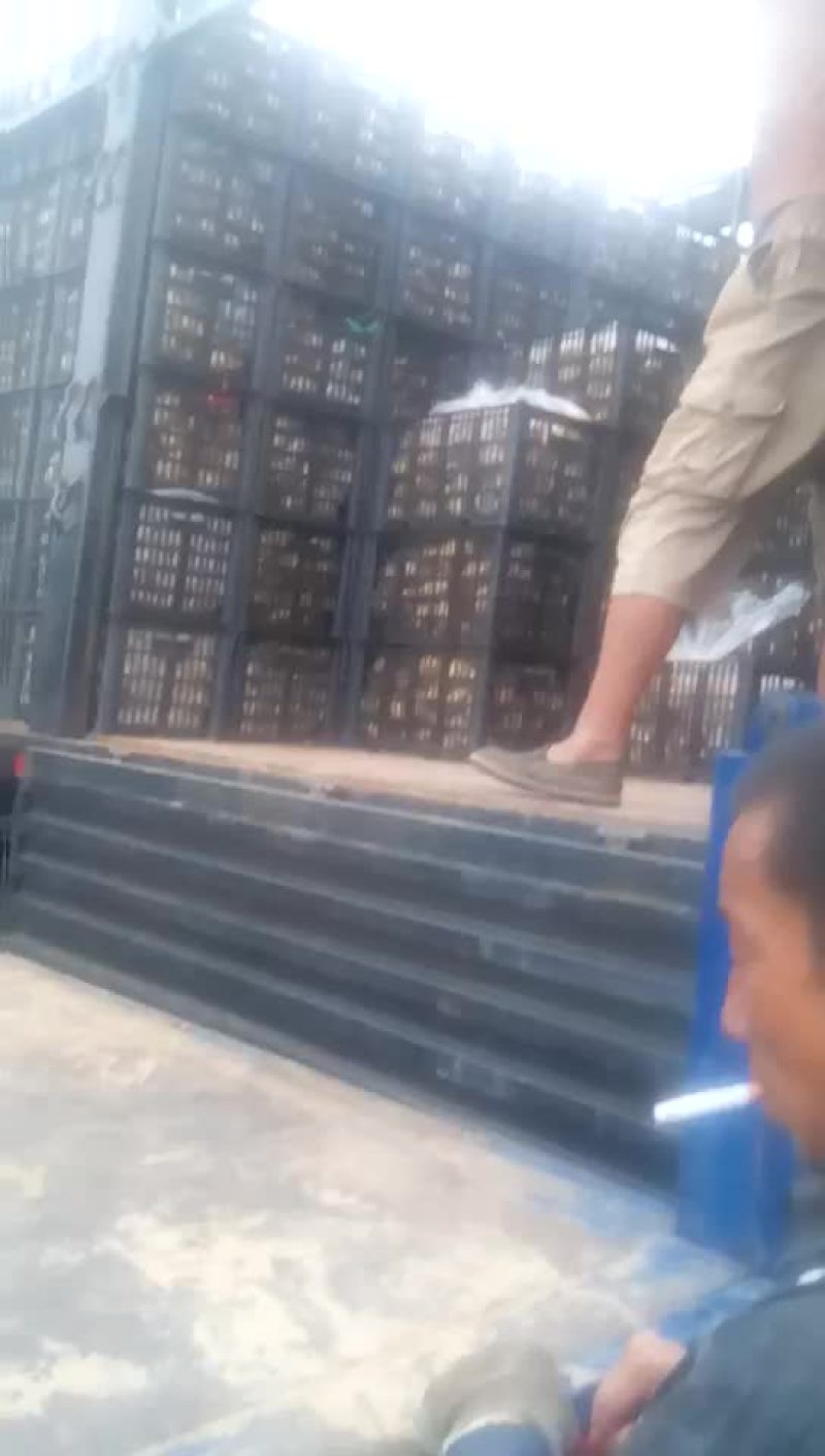 荷兰十五土豆通货3两以上