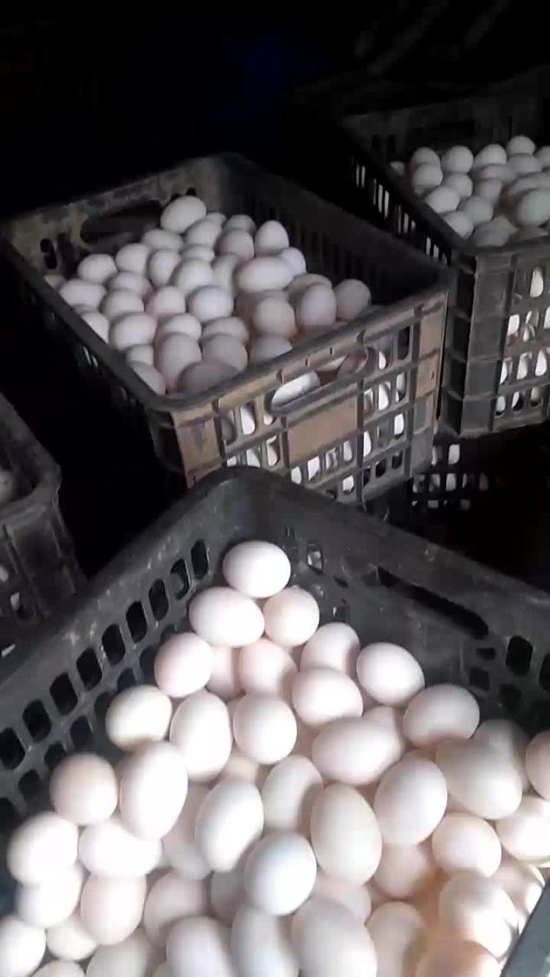 鲜鸭蛋食用
