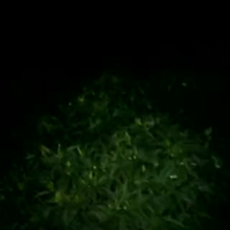 朝天椒5~10厘米红中辣