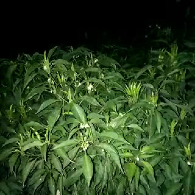 朝天椒5~10厘米红中辣