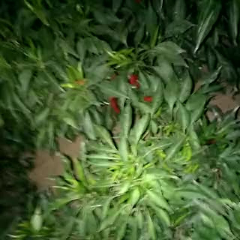 朝天椒5~10厘米红中辣