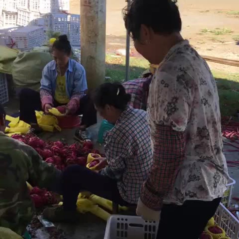 金都1号火龙果中（5-7两）