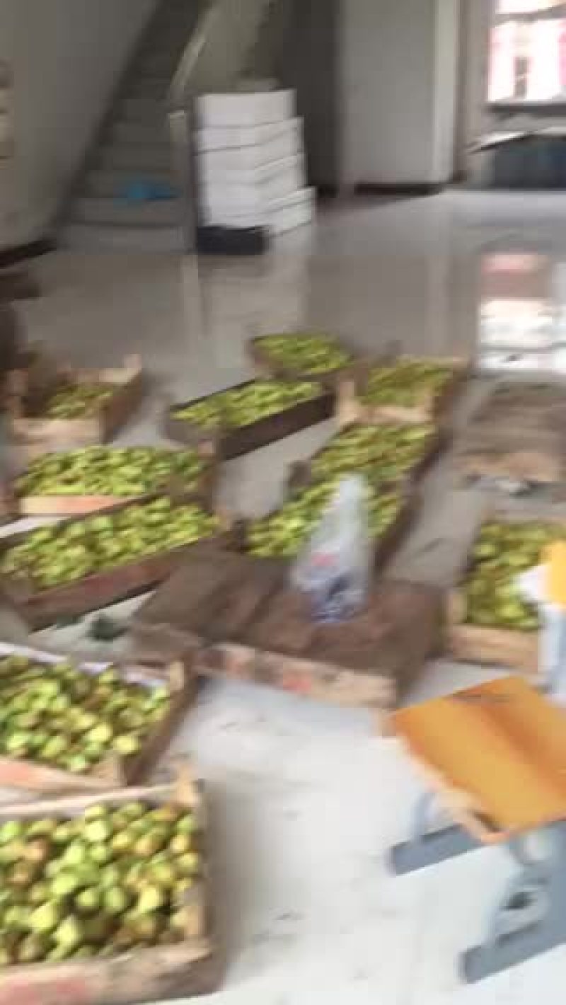 蓬莱本地无花果春果马上上市啦，口感好，欢迎各位老板选购