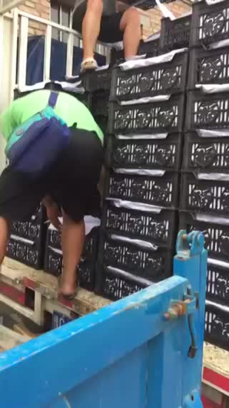 巨峰葡萄葡萄胡太八号软枝巨峰甜葡萄山西巨峰