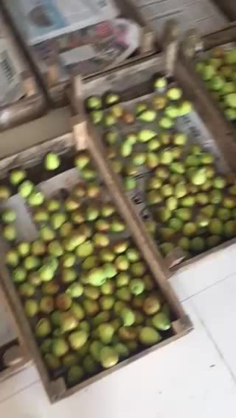 蓬莱本地无花果春果马上上市啦，口感好，欢迎各位老板选购