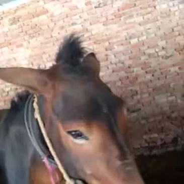 骡子200~300kg