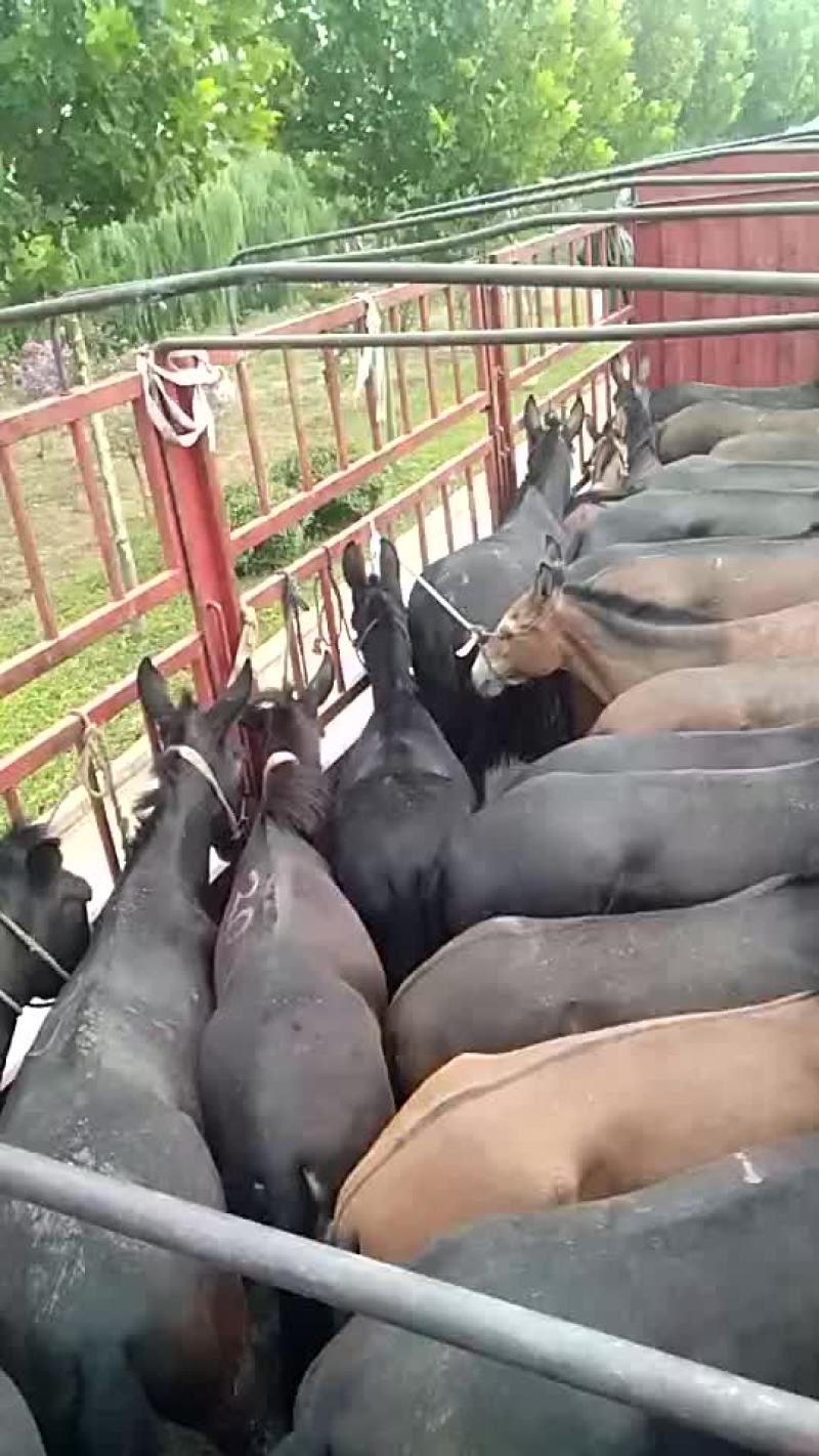 骡子200~300kg