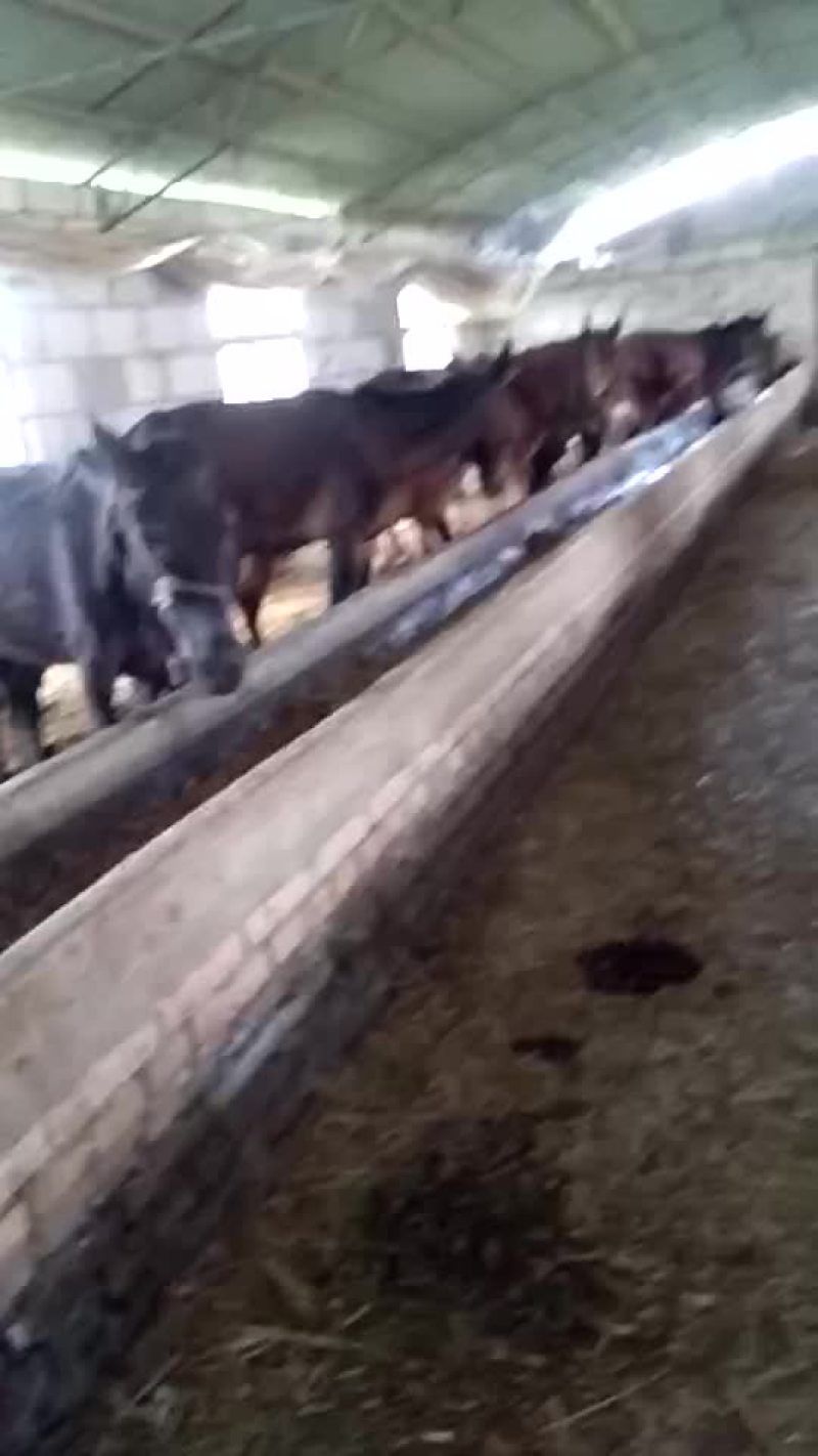 骡子200~300kg