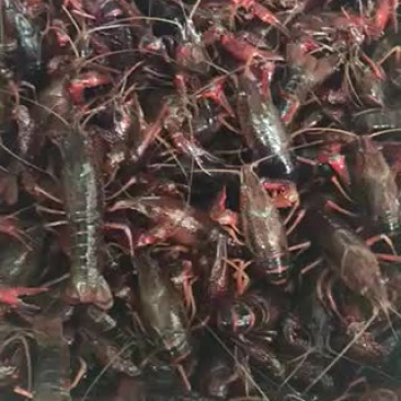 湖虾食用6-8钱（30-40克）活虾小龙虾主养