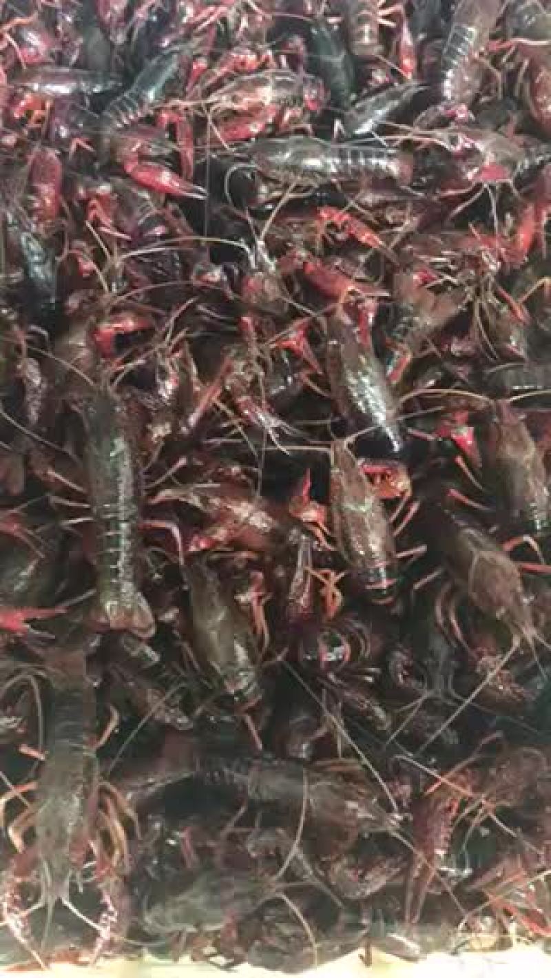 湖虾食用6-8钱（30-40克）活虾小龙虾主养