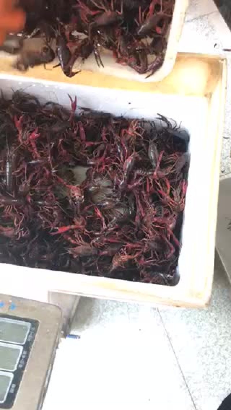 湖虾食用6-8钱（30-40克）活虾小龙虾主养