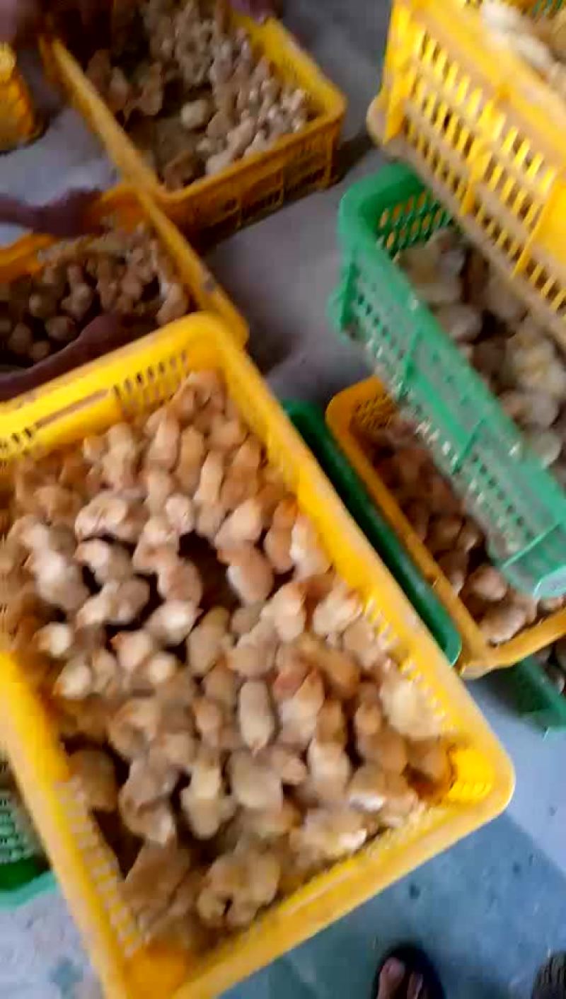 三黄鸡苗35~45克出壳苗雄