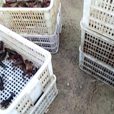 澳洲淡水小龙虾小龙虾主养4-6钱（20-30克）食用