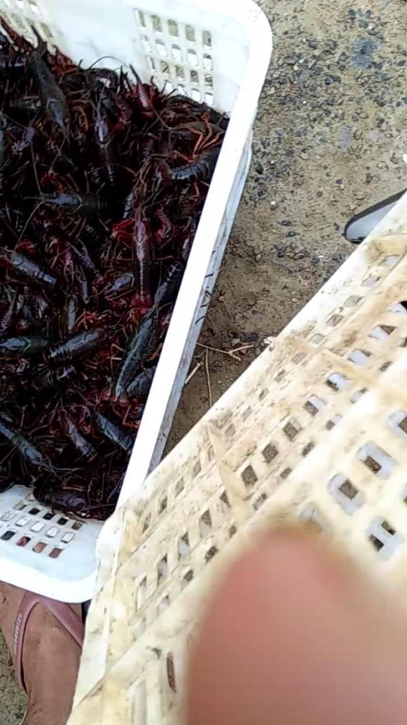 澳洲淡水小龙虾小龙虾主养4-6钱（20-30克）食用