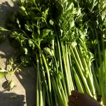 西芹45cm以上