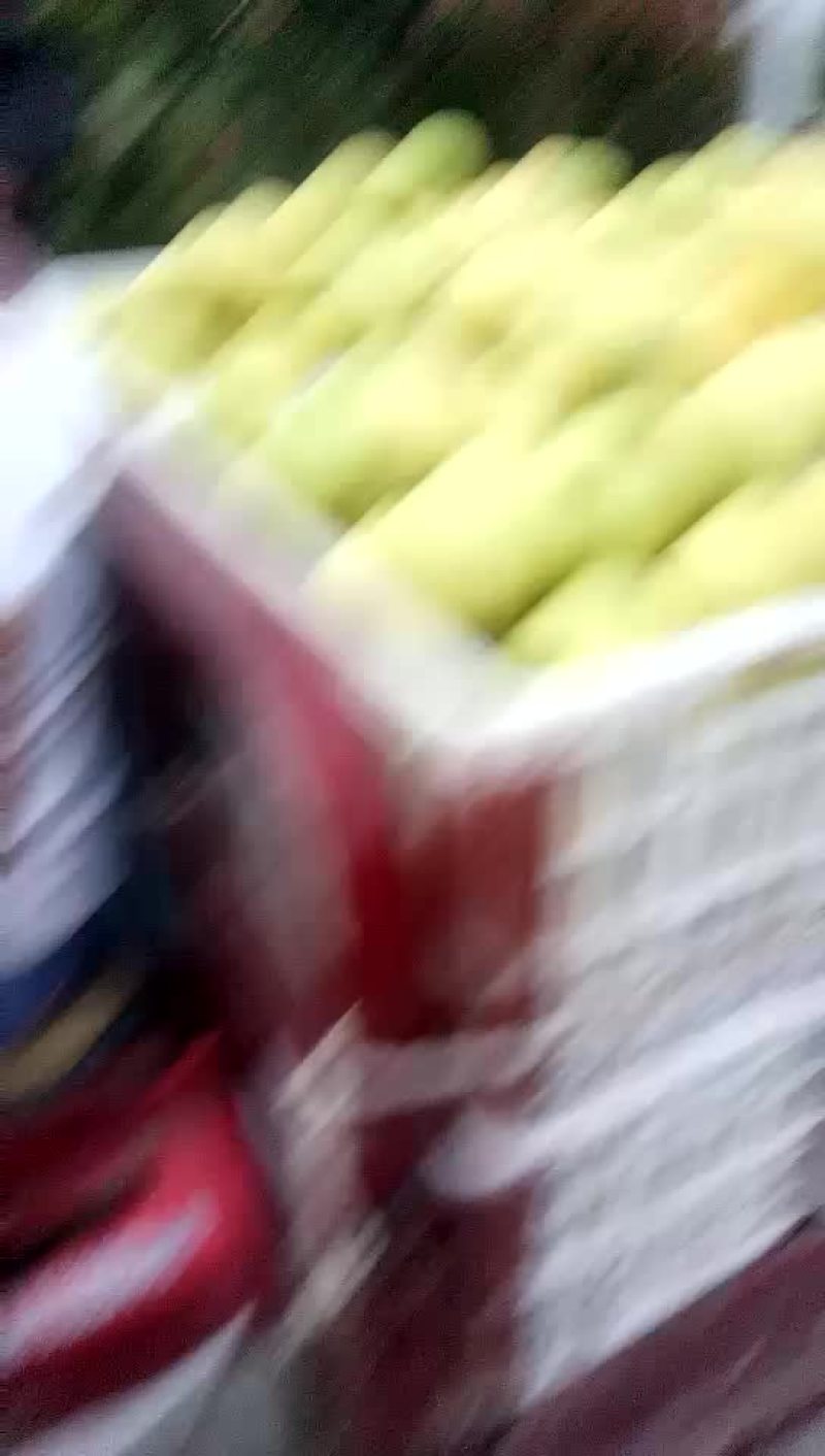 精品砀山酥梨个头大质量好量大从优一手货源视频看货