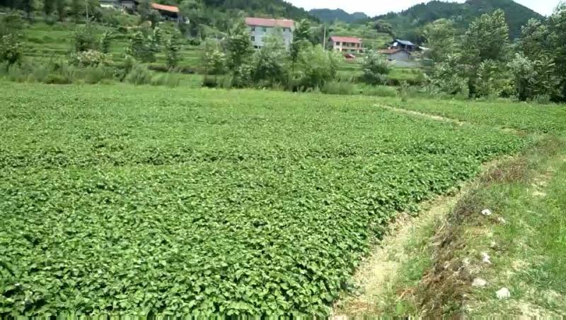 鱼腥草塑料袋