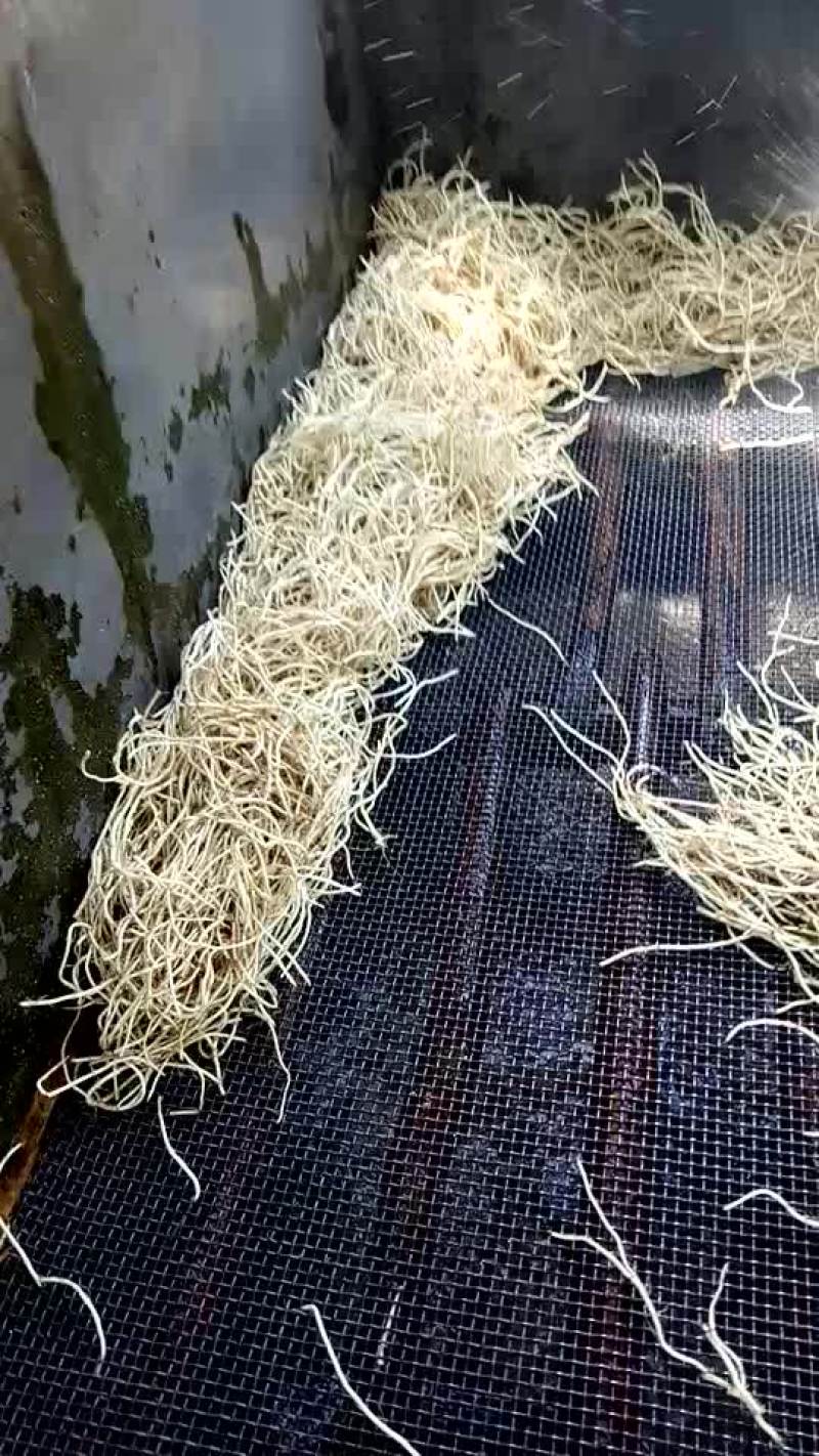 鱼腥草塑料袋
