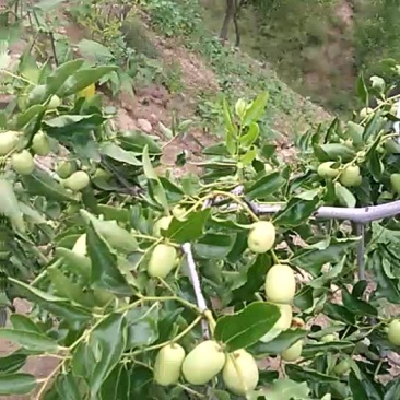 脆枣通货鲜枣