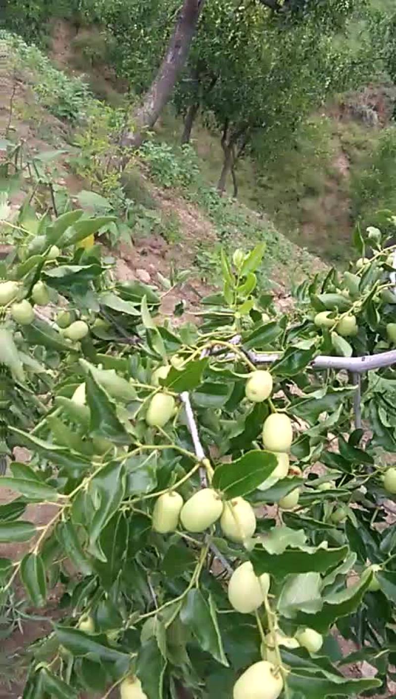 脆枣通货鲜枣
