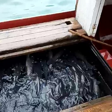 西伯利亚鲟2~6斤/尾