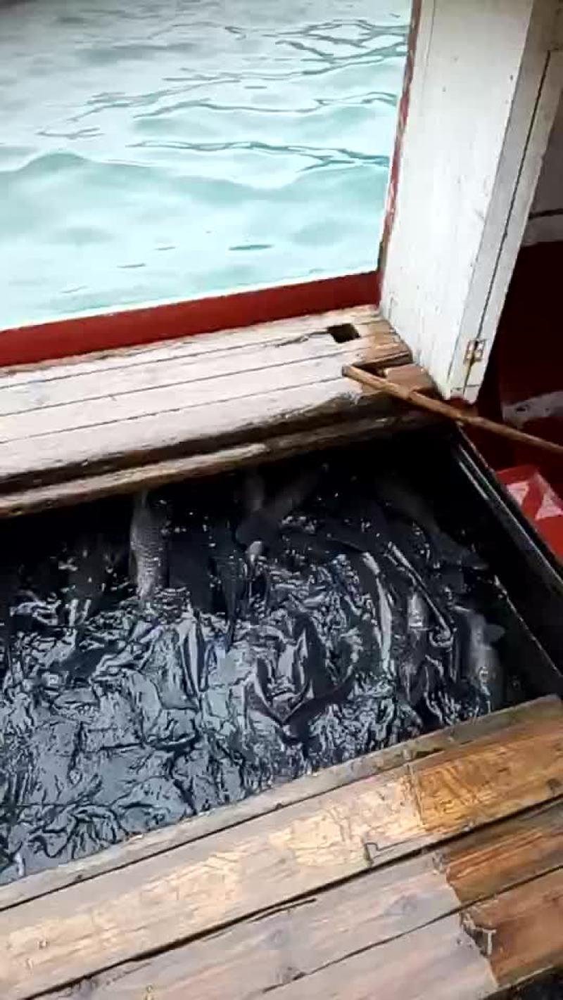 西伯利亚鲟2~6斤/尾