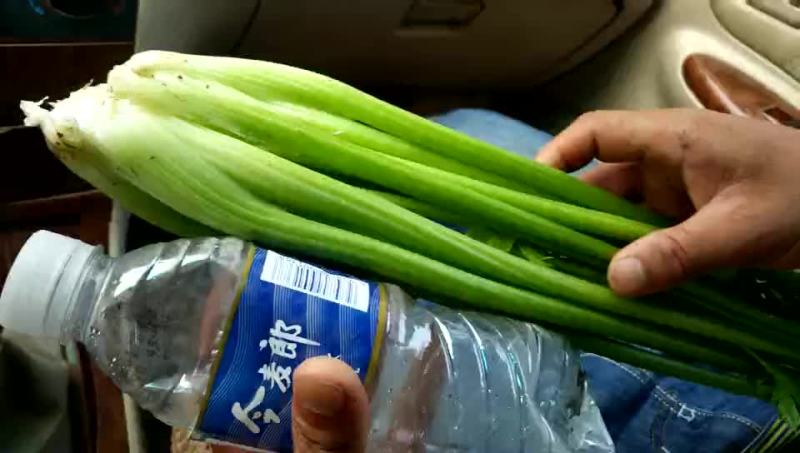 法国皇后芹菜55cm以上