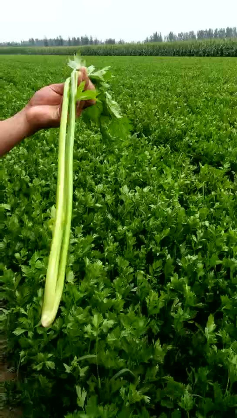 法国皇后芹菜55cm以上
