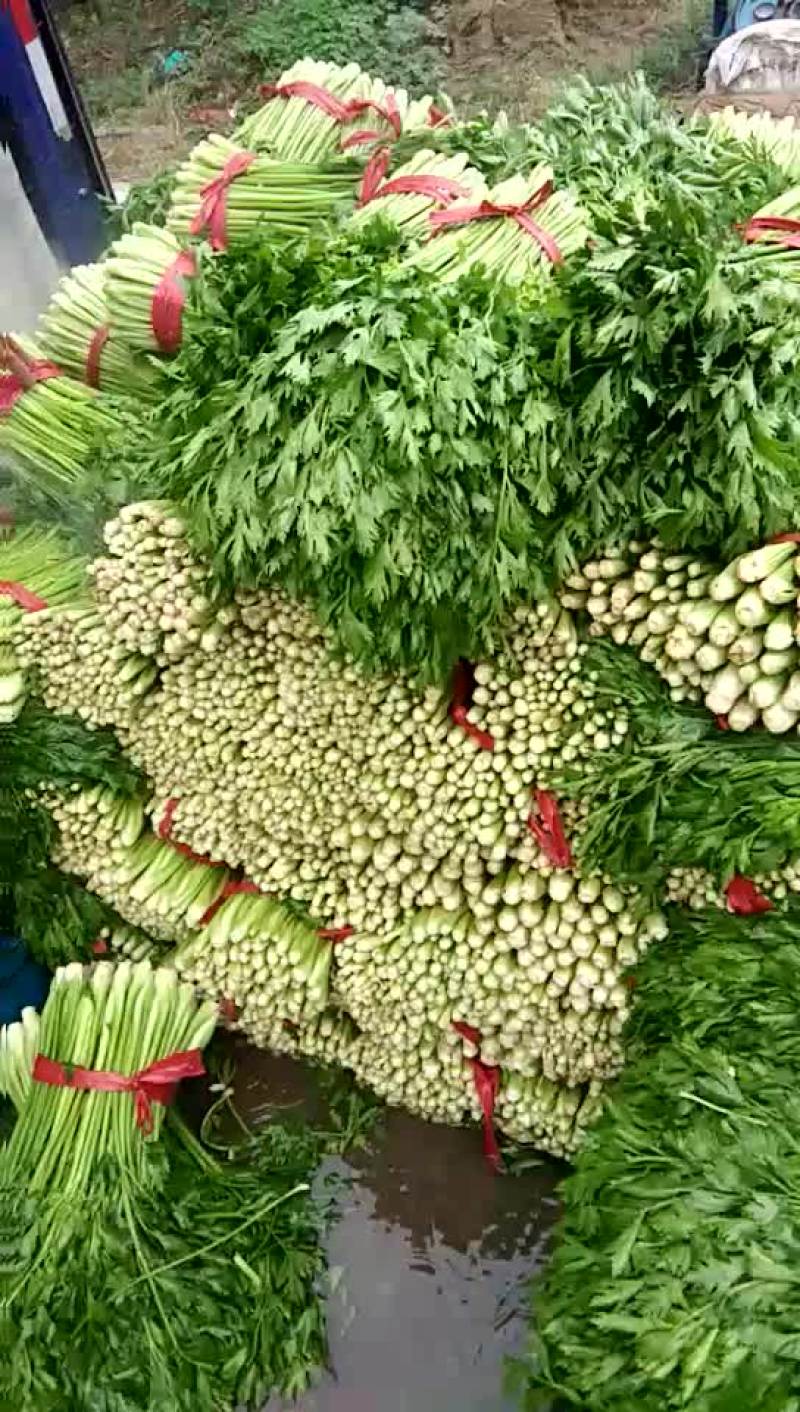 法国皇后芹菜55cm以上
