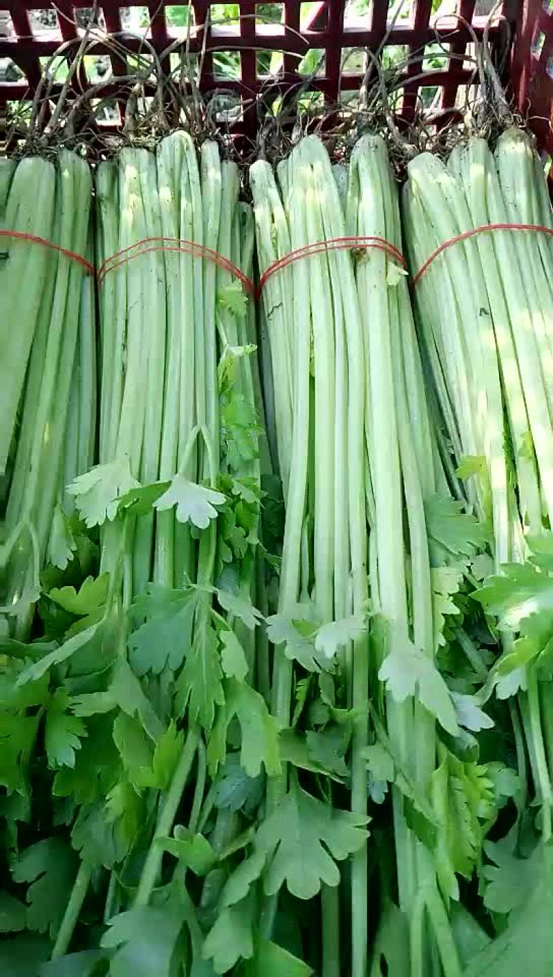 法国皇后芹菜55cm以上